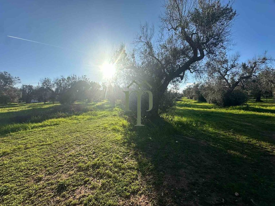 Helårsgrund i San Vito dei Normanni, Brindisi - foto 4